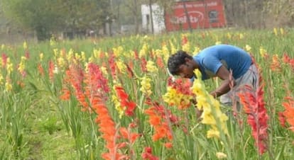 ग्लेडियोलस की खेती