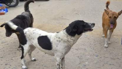 school head teachers and principals will also keep an eye on stray dogs in Chhattisgarh