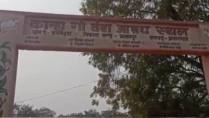 कान्हा आश्रय गोशाला- प्रतापपुर।