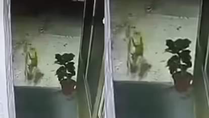 Leopard attacks in Nainital dog sacrifices its life to save police station CCTV footage goes viral