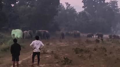 A herd of elephants created havoc in Korba and Katghora forest divisions