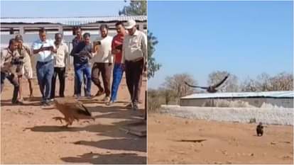 Vidisha News: After Flying 15,000 km Through Four Nations, Vulture ‘Marich’ Reaches India; GPS Data Confirms