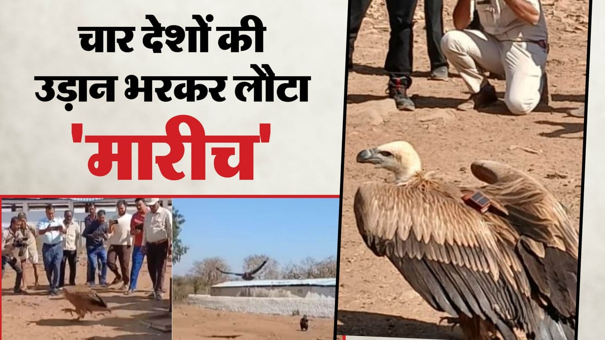 Vidisha News: After Flying 15,000 km Through Four Nations, Vulture ‘Marich’ Reaches India; GPS Data Confirms