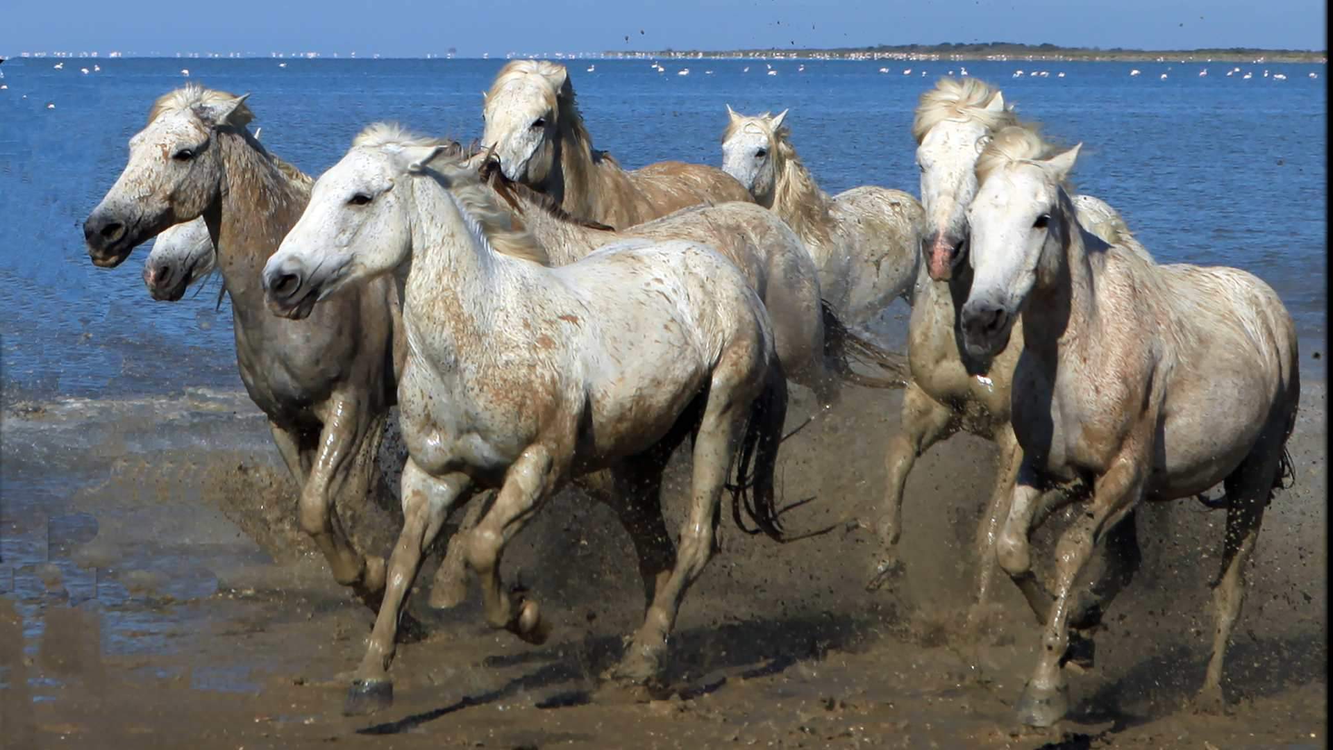 Vastu tips for seven horse painting direction saat ghode ki photo ghar me kaha lagani chahiye