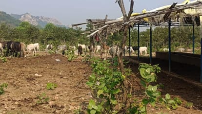 Jhansi: Kagar Gram Panchayat of Bangra development block is in bad shape