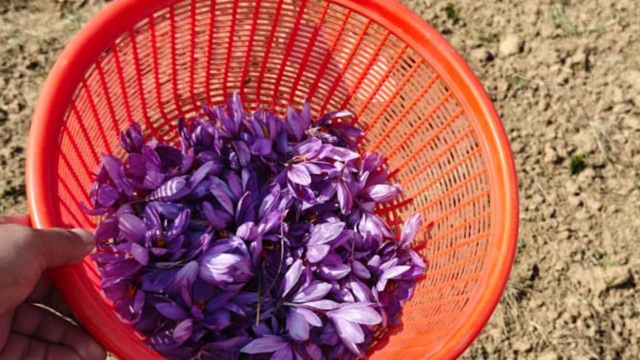 Farmers facing double trouble, porcupines destroying saffron fields