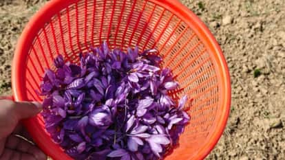 Farmers facing double trouble, porcupines destroying saffron fields