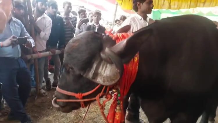 Sonpur mela : सोनपुर मेले में आए प्रधान बाबू की कीमत एक करोड़ रुपए, खासियत भी अजीब है; सोशल मीडिया पर अब वायरल