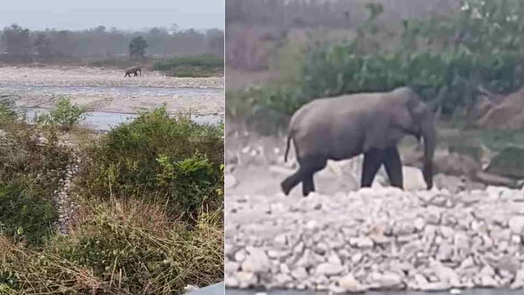Dehradun: लच्छीवाल में मॉर्निंग वॉक कर रहे रिटायर्ड ओएनजीसी कर्मी पर हाथी ने किया हमला, अस्पताल में भर्ती