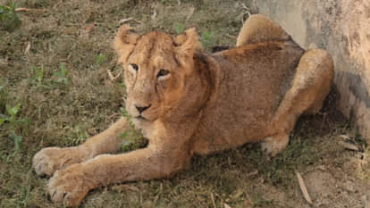 Etawah: Lionesses Jaya and Ashi clash, injuring both, safari administration worried