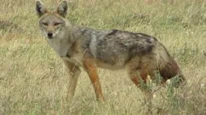 Jhansi: A jackal suddenly attacked a farmer amidst fog, the struggle lasted for half an hour.