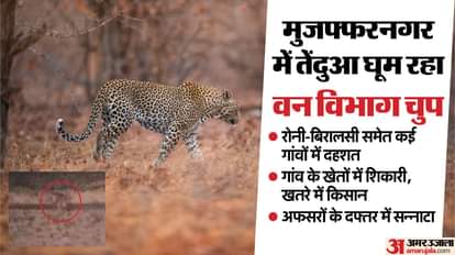 Leopard spotted in Roni-Birasali village of Muzaffarnagar