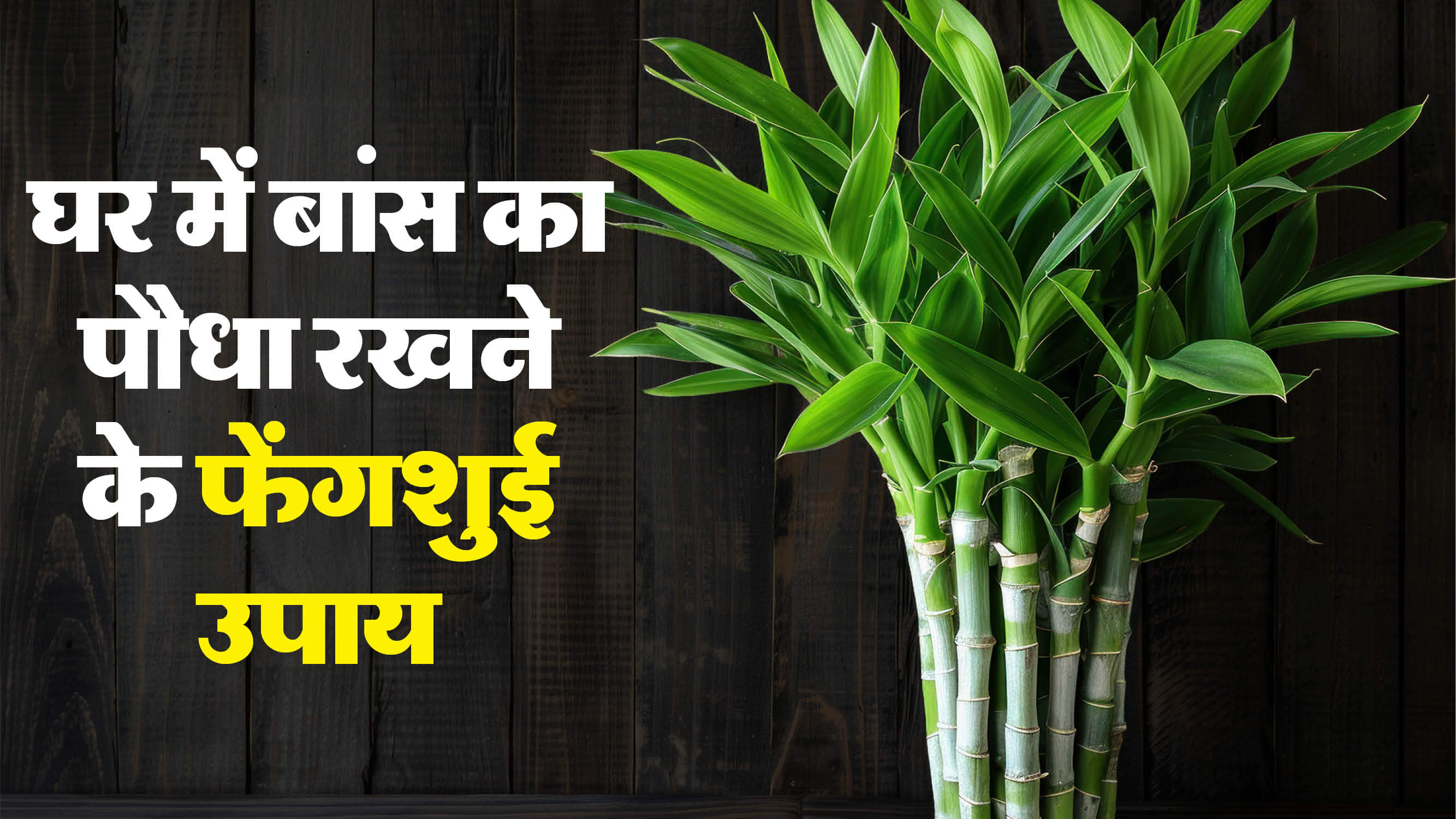 Feng Shui Tips For Bamboo Plant Direction And Benefits bans ka paudha kaha rakhna chahiye