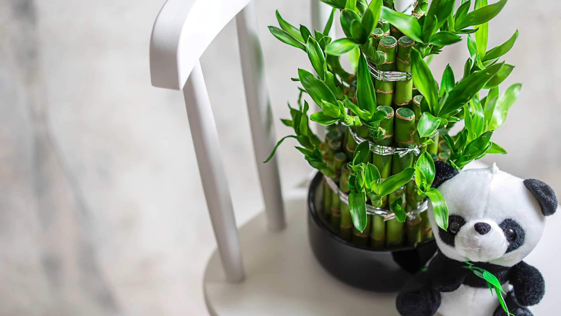 Feng Shui Tips For Bamboo Plant Direction And Benefits bans ka paudha kaha rakhna chahiye