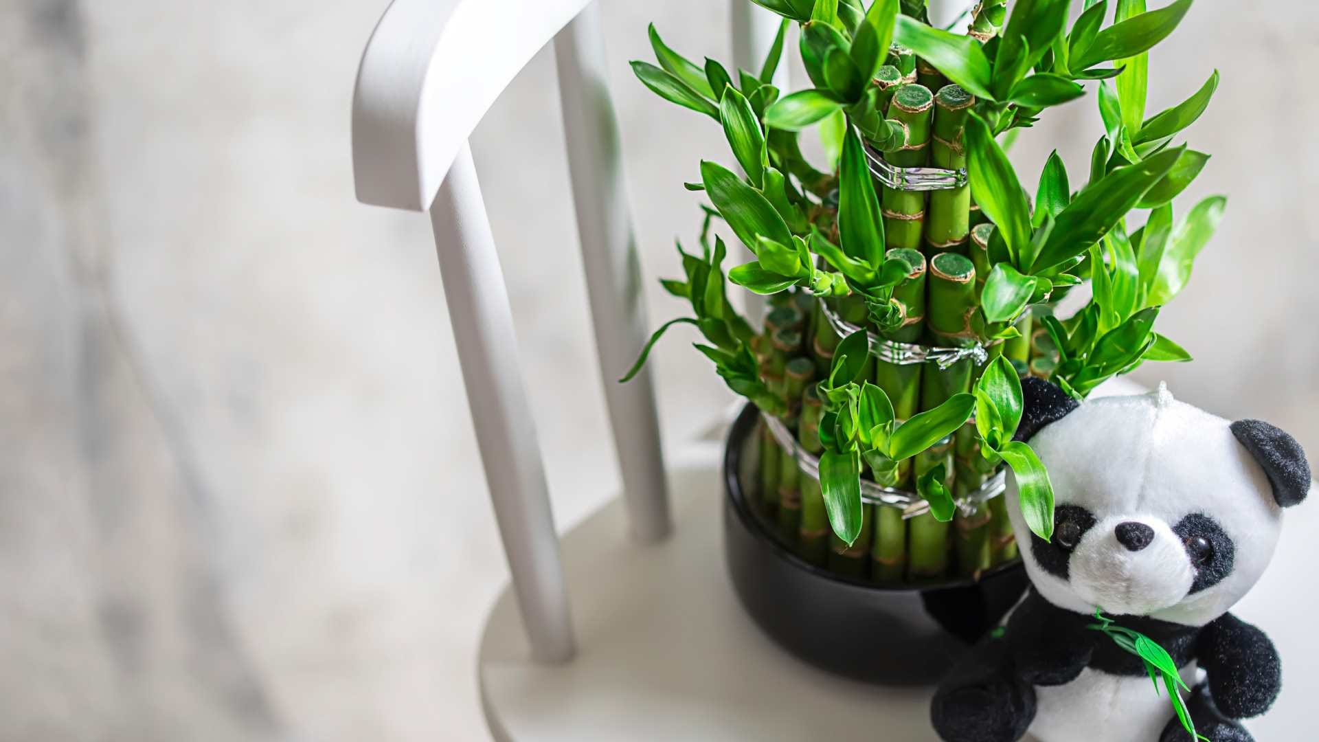 Vastu Tips for office never keep this plant on the office table progress and promotion will be stopped