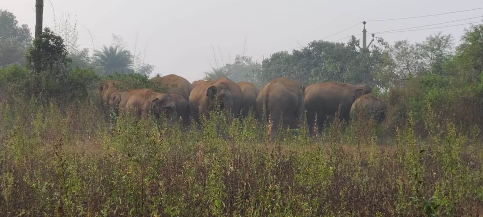 चकाई प्रखंड में जंगली हाथियों का आतंक।