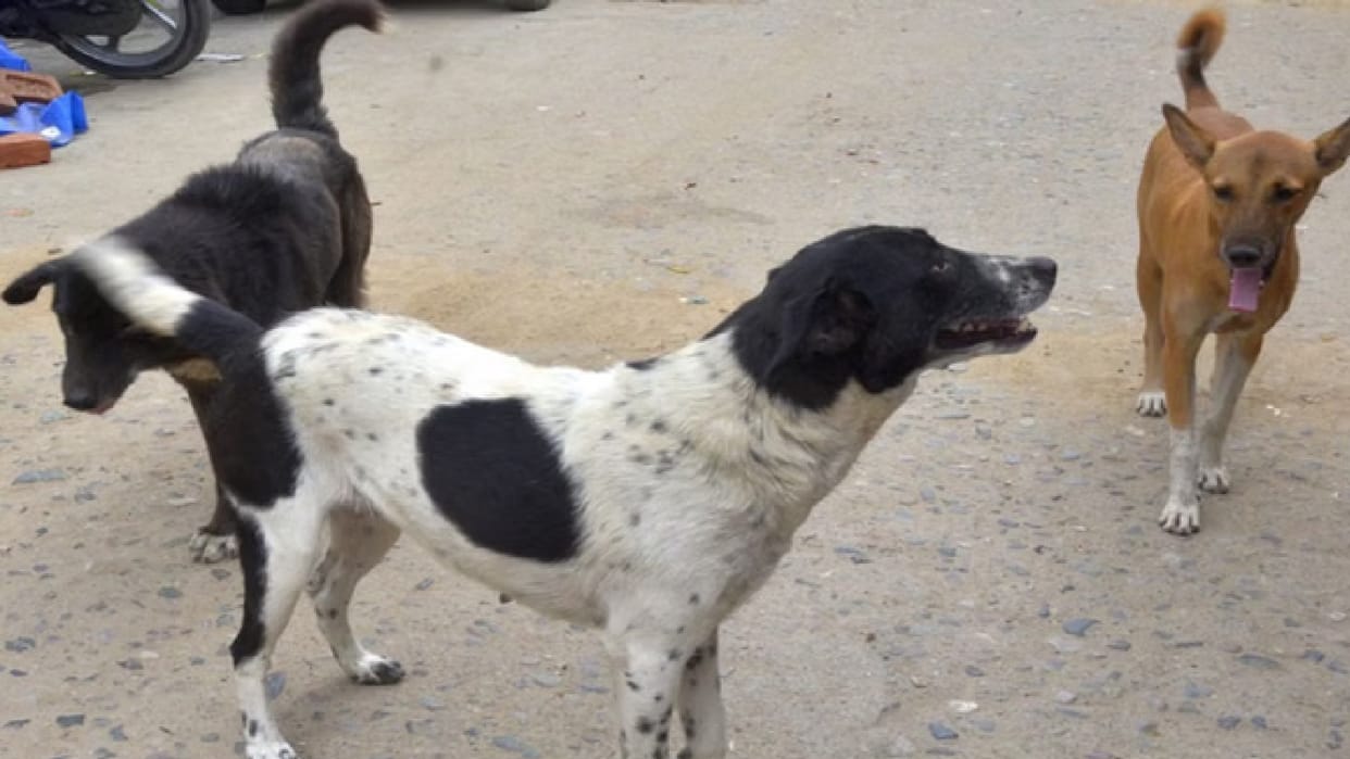Principal and head teachers will identify stray dogs, important to provide information about specific signs
