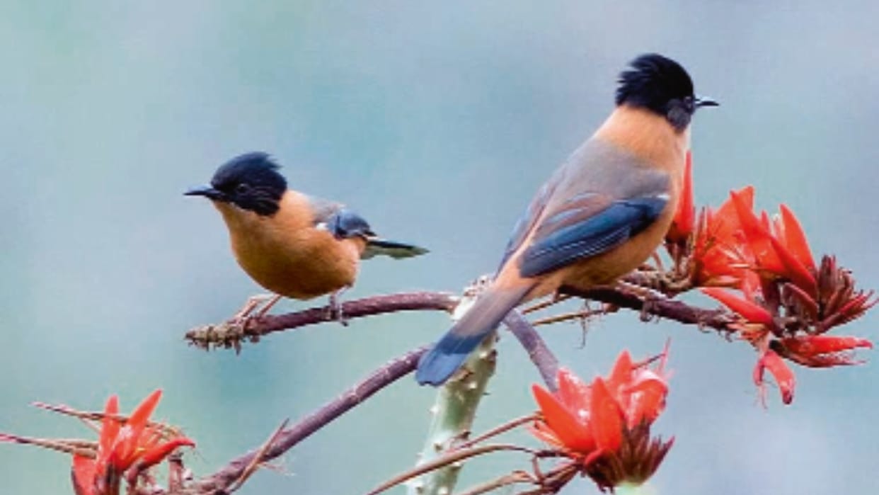 Interpretation Centre to be built in Soni Binsar, tourists will learn about the world of birds through 3D tech