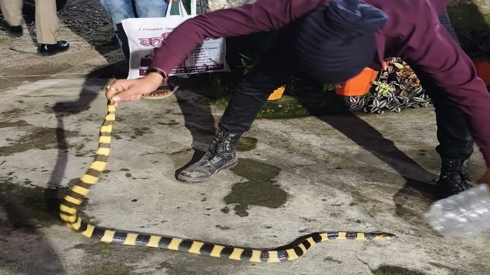 Poisonous snakes infest Katghora police station police personnel rescue a snake and a python in Korba