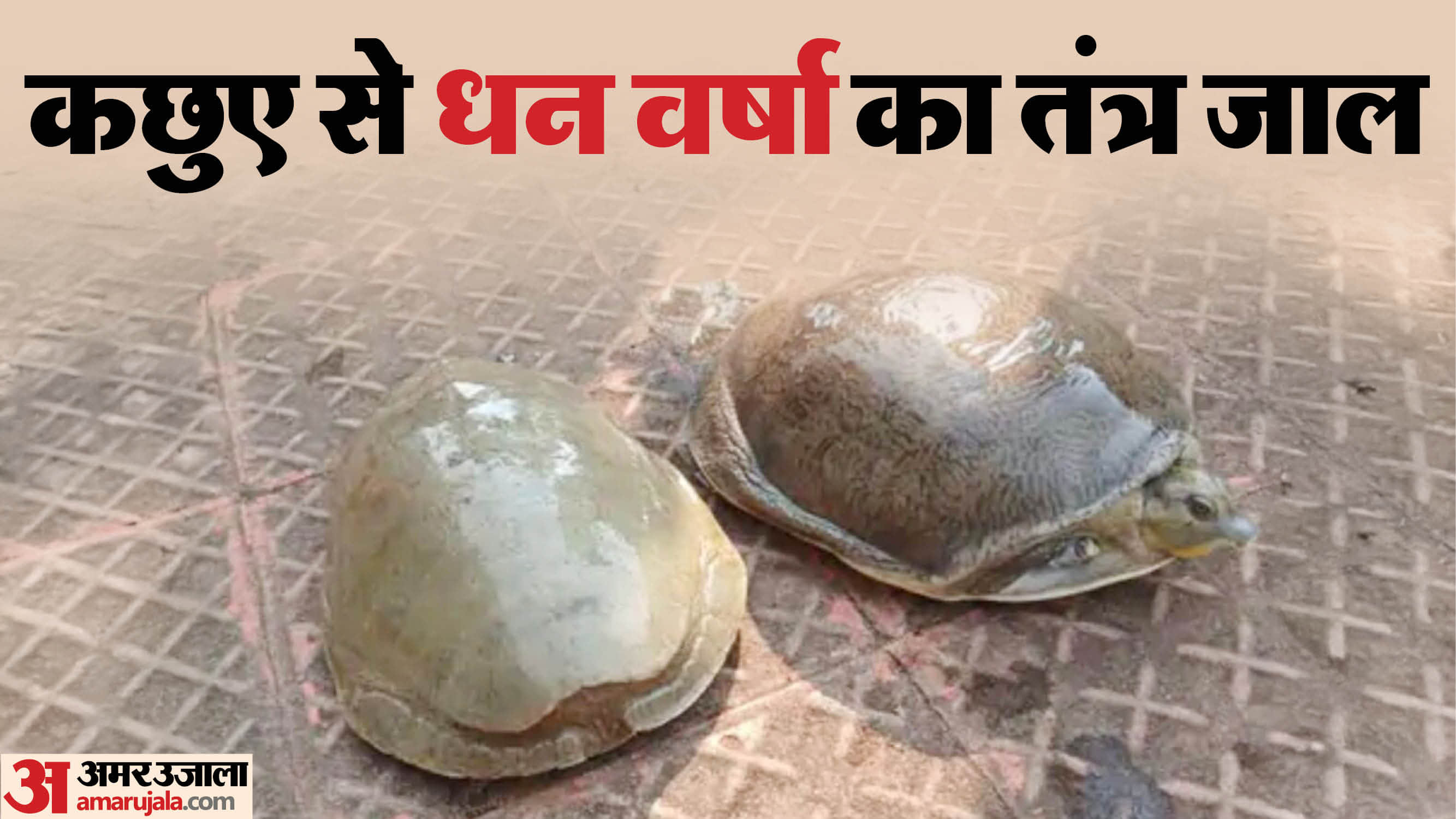 पुलिस कार्रवाई में जब्त किए गए कछुए।