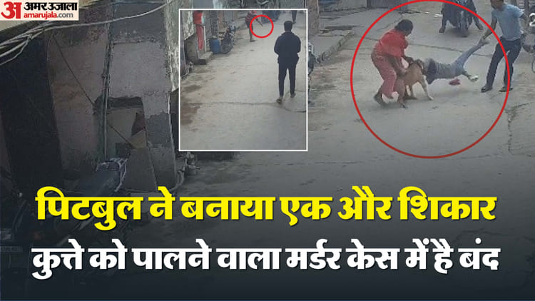 खौफनाक वीडियो:पिटबुल ने छह साल के बच्चे को बनाया शिकार, कान काटकर किया अलग; शरीर में जगह-जगह नोंचा – Six-year-old Boy Attacked By Pit Bull Dog In Delhi Biting Off His Ear