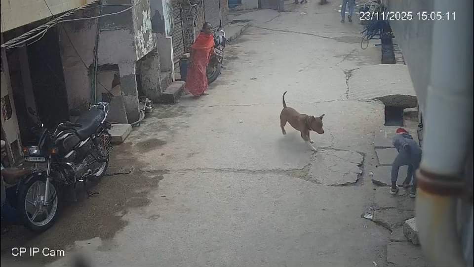 six-year-old boy attacked by pit bull dog in Delhi biting off his ear