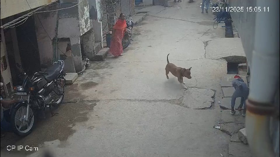 six-year-old boy attacked by pit bull dog in Delhi biting off his ear