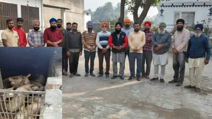 Pig pen along wall of Gurudwara in Halwara matter escalated committee filed  complaint with SDM
