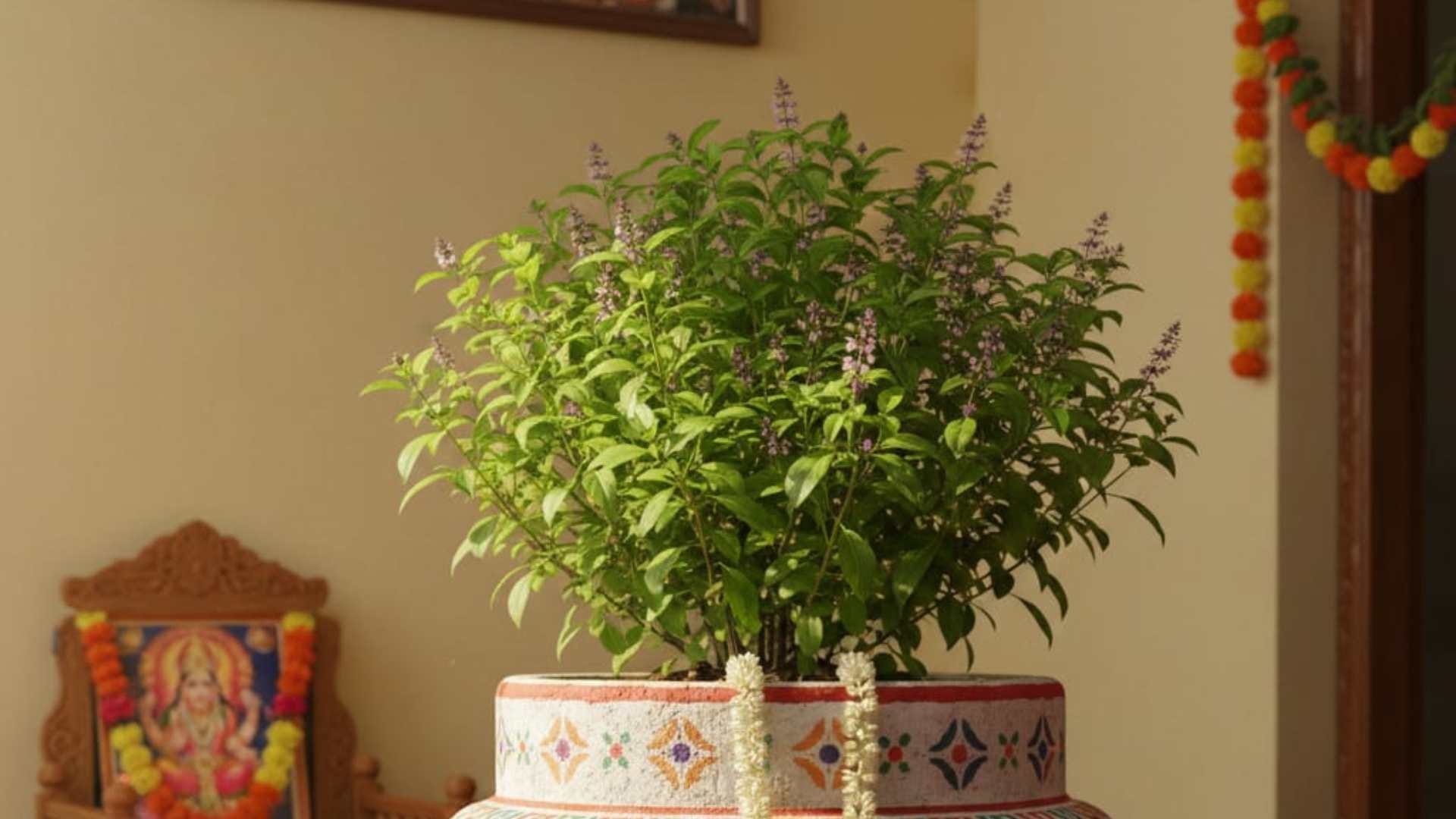 Feng shui tips these 5 plants solve the problem of money bring happiness and prosperity