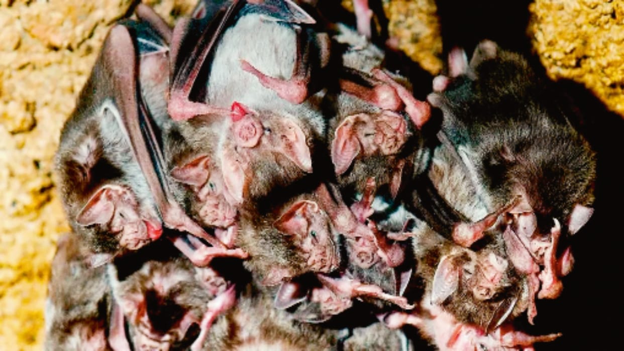 Increasing conflict between rats and bats poses threat to humans increasing risk of virus transmission