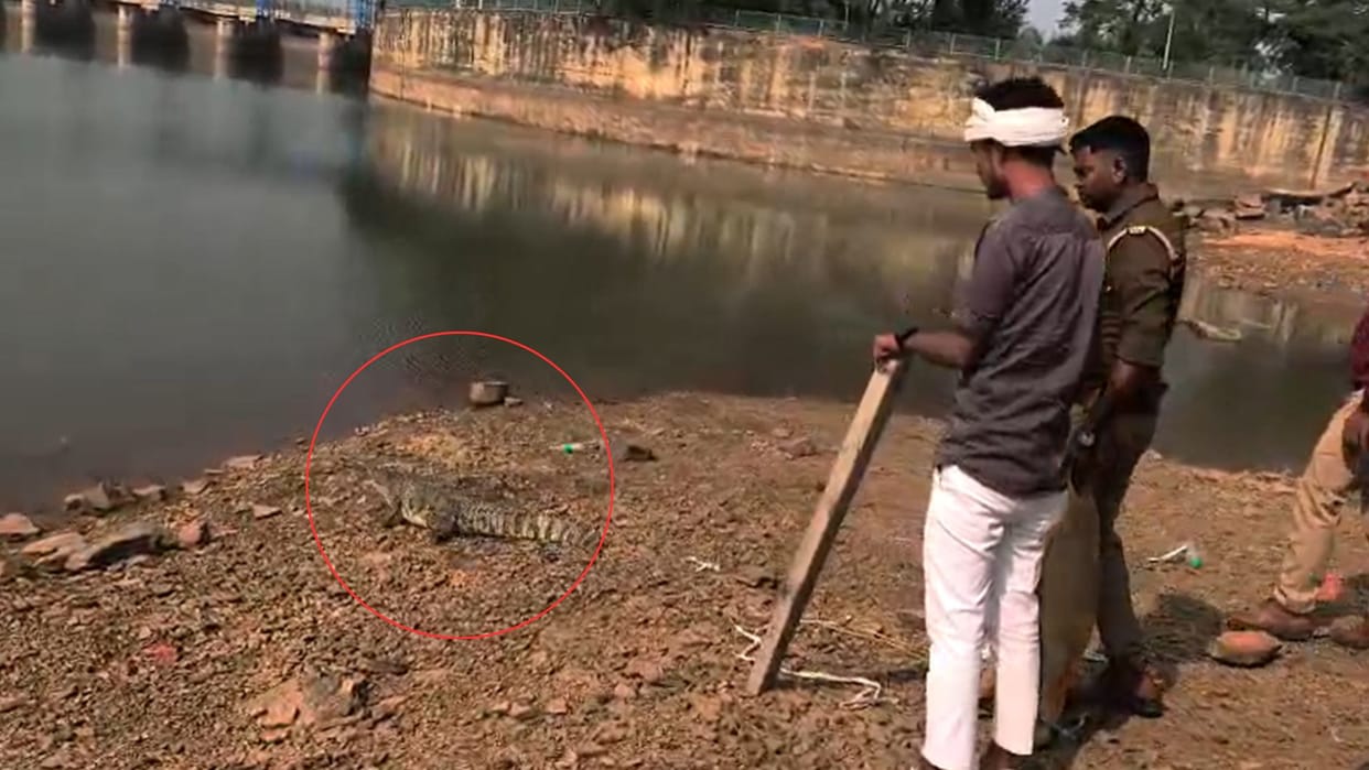 Villagers panic after seeing an eight-foot crocodile in field in Mirzapur