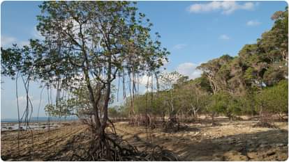 mangrove forest in andaman and nicobar islands location know challenges