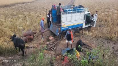 Police dashed the hopes of smugglers smuggling cattle under the guise of tomatoes and carrots the accused fled