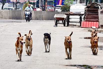 Indore: Dog lovers opened a front against the corporation, saying that instead of shelter homes, dogs are bein