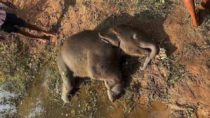 Elephant calf drowns in pond rescued by forest department team case from Gaurmudi village in Raigarh