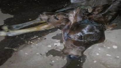 two headed calf was born people began worshipping it and a crowd gathered at the cattle owner house in Korba