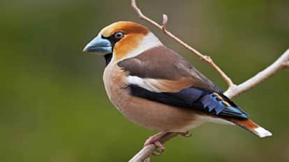 Rare hawfinch bird spotted in CTR Ramnagar for the first time