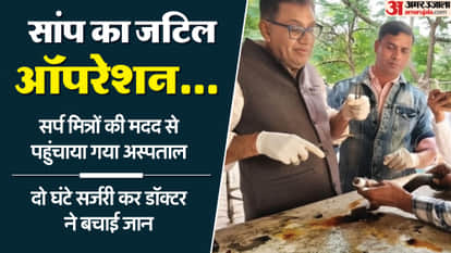 Ujjain News: Doctor saves snake's life by performing 80 stitches surgery