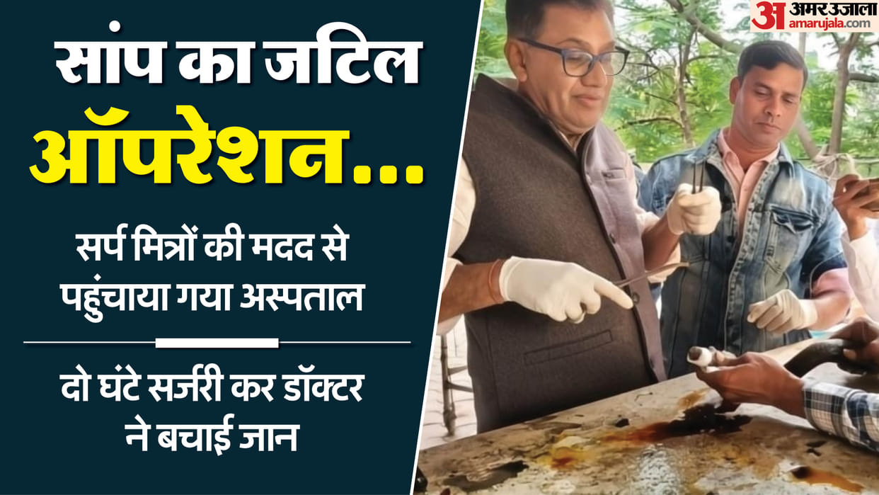 Ujjain News: Doctor saves snake's life by performing 80 stitches surgery