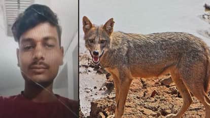 21-Year-Old Dies After Jackal Bite Missed Anti-Rabies Dose Due to Sister’s Wedding