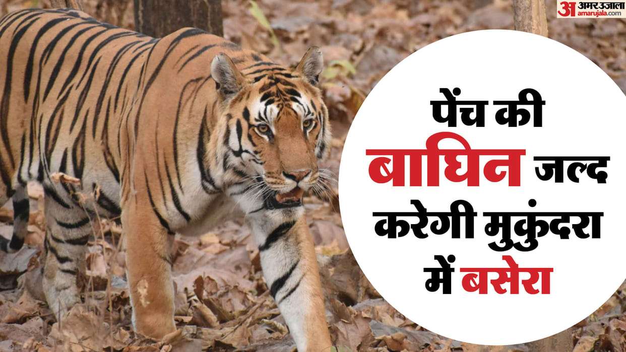 Tiger Breed Improvement Mission in Rajasthan: Pench Tiger Reserve tigress to go to Mukundara by helicopter