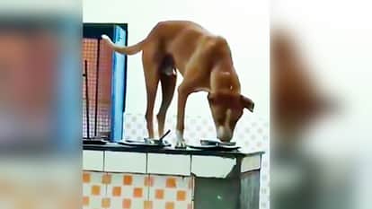 प्लेट चाटता कुत्ता