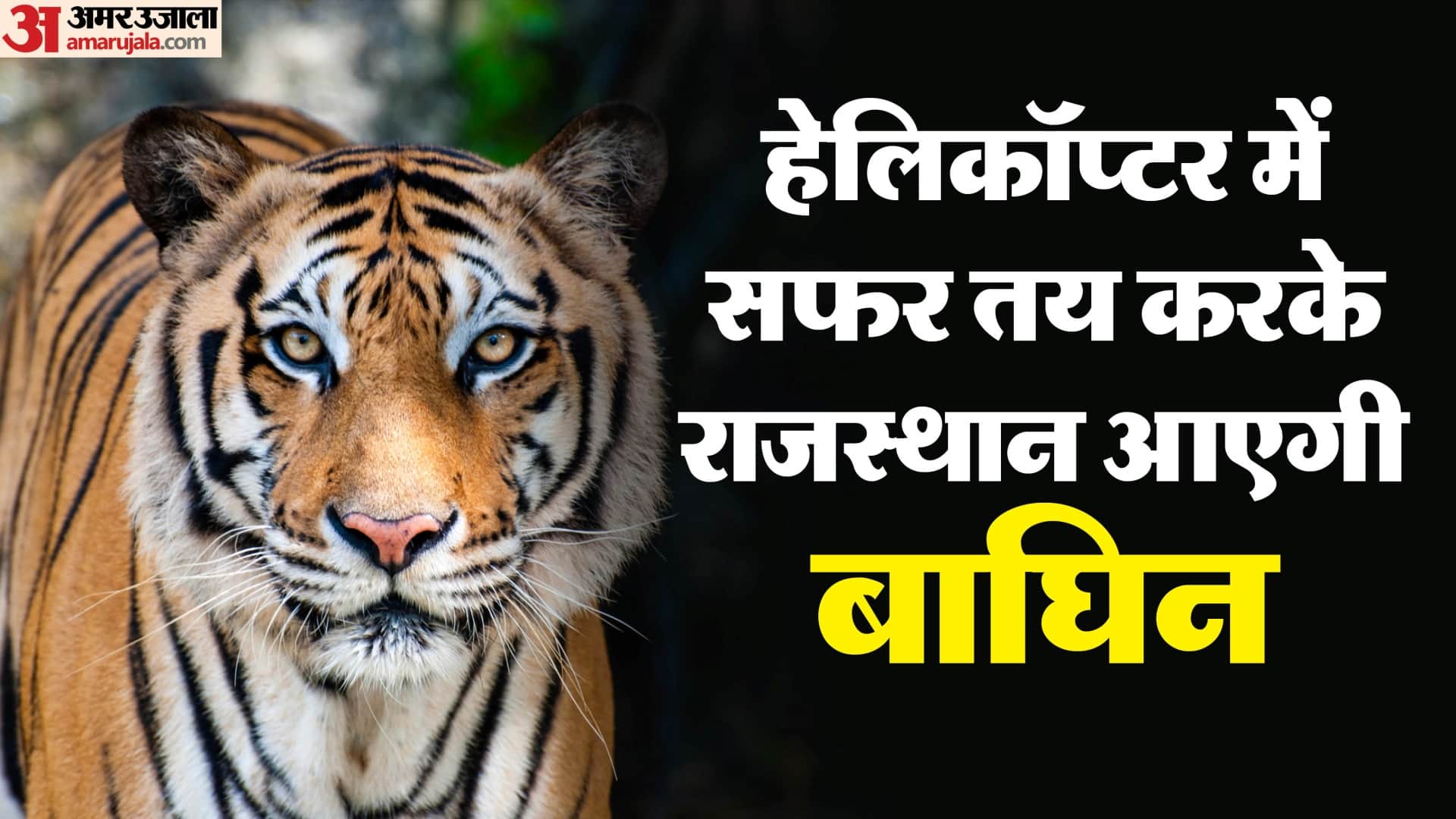 आज रात मप्र से राजस्थान पहुंचेगी बाघिन