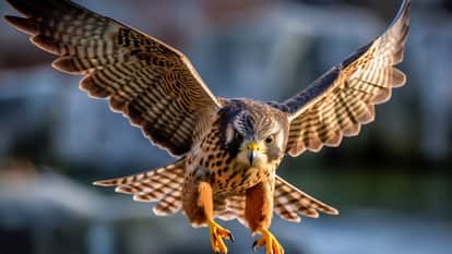Eagle rips apart and swallows a live rat on an electric wire will be shocked to see the heartbreaking scene
