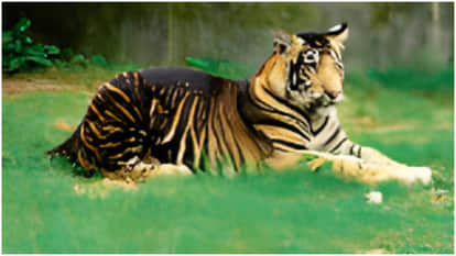 Tiger populations are risk if genetic diversity is not increased rare black-striped gene is spreading rapidly