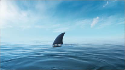 Shark kills woman, seriously wounds another swimmer at Australian beach, Hindi News