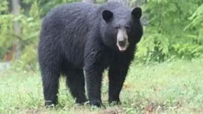 Three bears barged into the courtyard of Dhami village