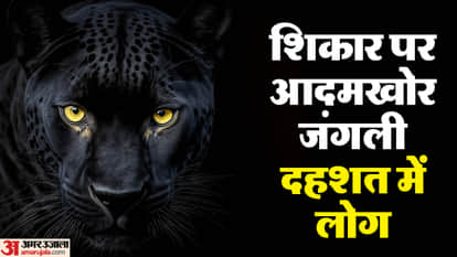 man-eating leopard dragged away girl playing outside her home In Bahraich Her mutilated body found in field