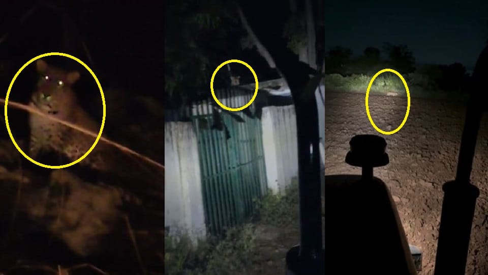 Leopard spotted near school in Jawan Aligarh