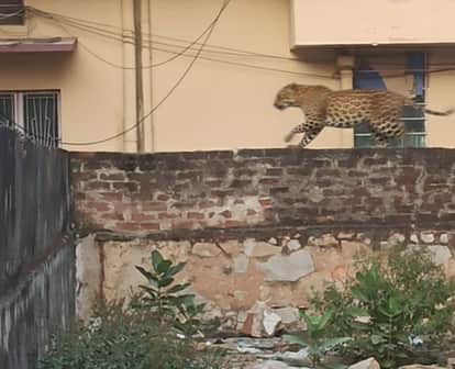Jaipur News: Leopard Spotted Again in Jaipur; Third Sighting in a Week Sparks Public Alarm